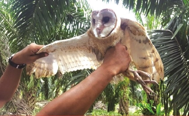 Cara Mengendalikan Hama Tikus di Perkebunan Kelapa Sawit