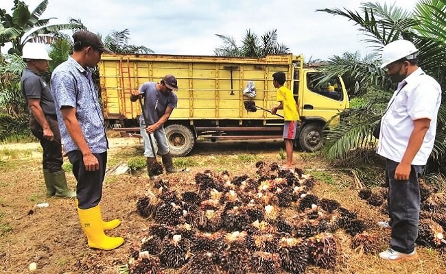 KUD-BUM Mitra BGA Panen Perdana Program PSR 
