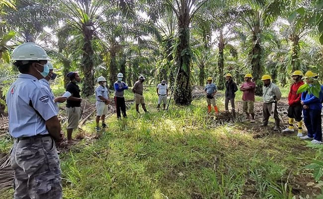 Lantaran Bersertifikat ISPO, Pendapatan Anggota Koperasi Sawit JMK Naik Pesat