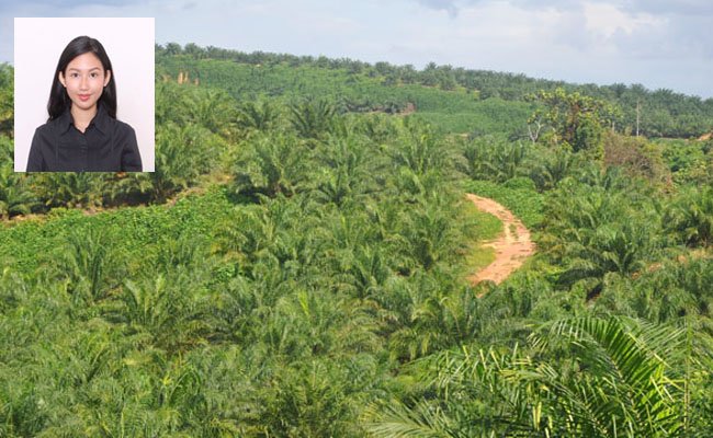 Menakar Manfaat Kelapa Sawit Dibanding Minyak Nabati Lain