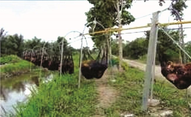 Menakar Transportasi  Buah Sawit Menggunakan Sistem Cableway