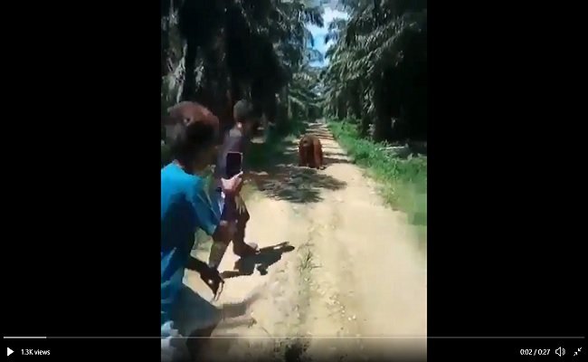 Orangutan Terjebak di Kebun Sawit