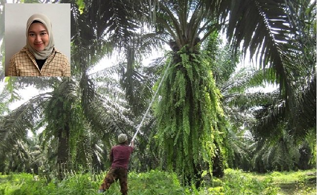 Potret Keselamatan Pekerja di Kebun Kelapa Sawit