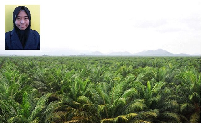 Saatnya Mengenal Kelapa Sawit Lebih Baik