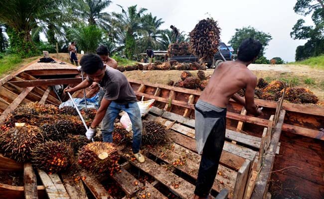 Harga TBS Sawit Sulbar Periode Agustus 2022 Tertinggi Ditetapkan Rp 1.631,22/Kg