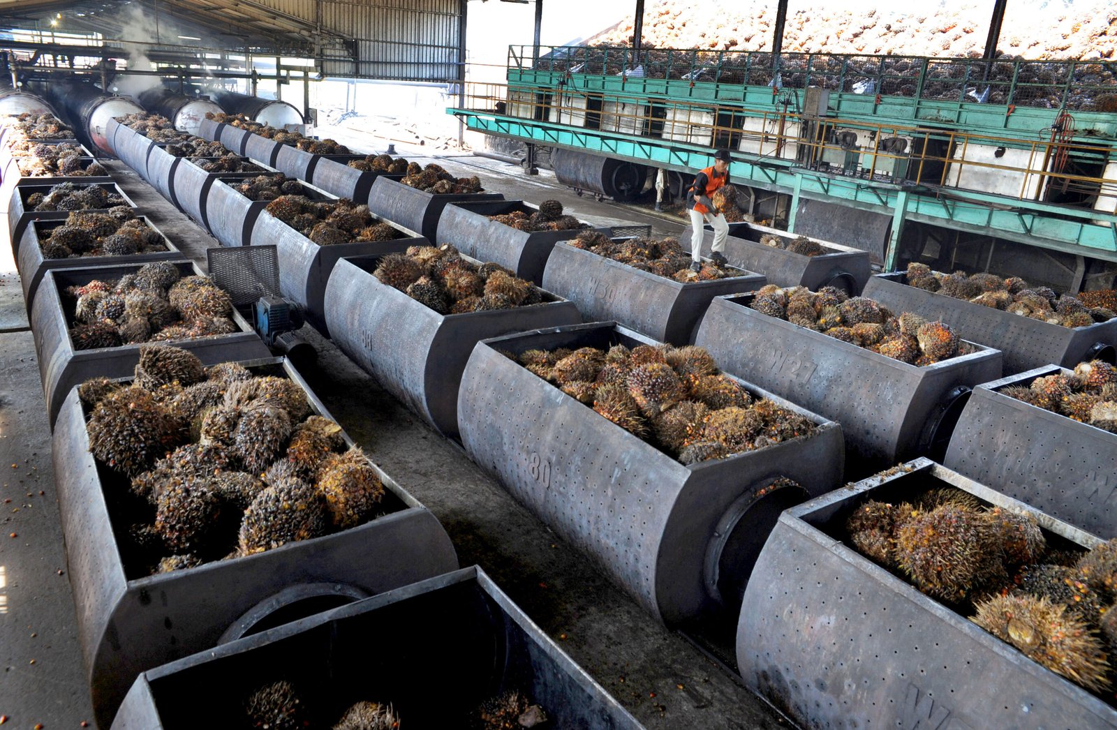 Harga TBS Sawit Sumbar Periode III Agustus 2022 Naik Rp 212,91/Kg, Berikut Harganya..