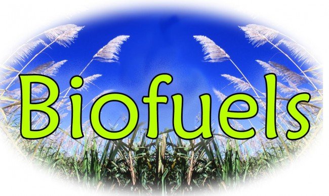 Afrika Selatan Luncurkan Proyek Biofuel