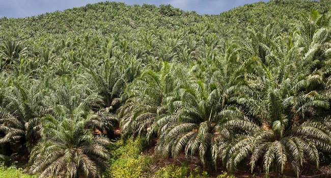 BK Sawit Malaysia Bulan Depan Diperkirakan Tetap Nol