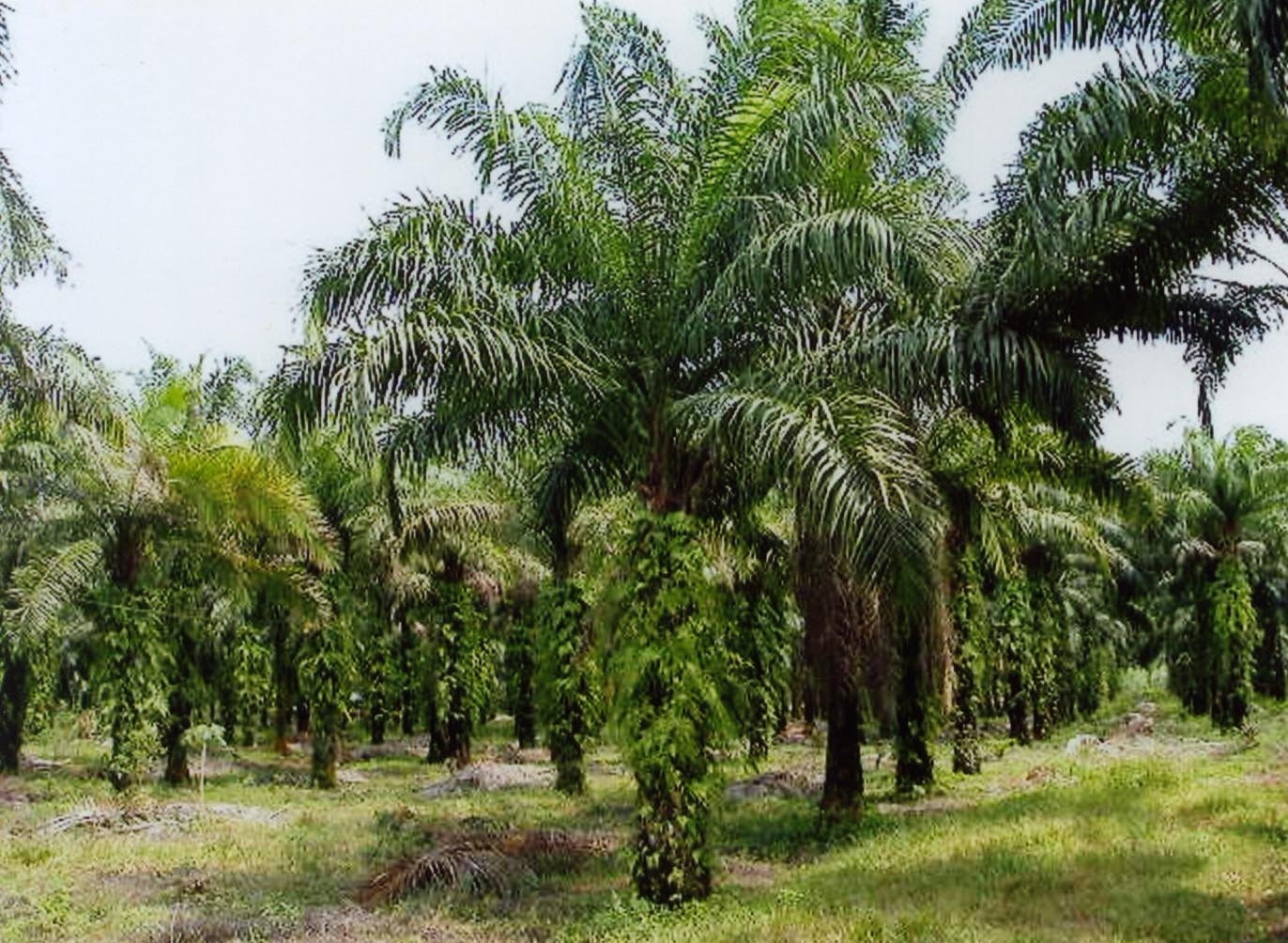 Conservation International Dukung ISPO 