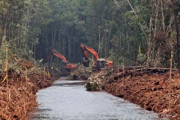 HITI: Lahan Gambut Untuk Perkebunan Sawit Prospek