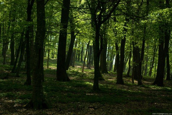 Hutan Sulteng akan Habis dalam 16 Tahun Kedepan?