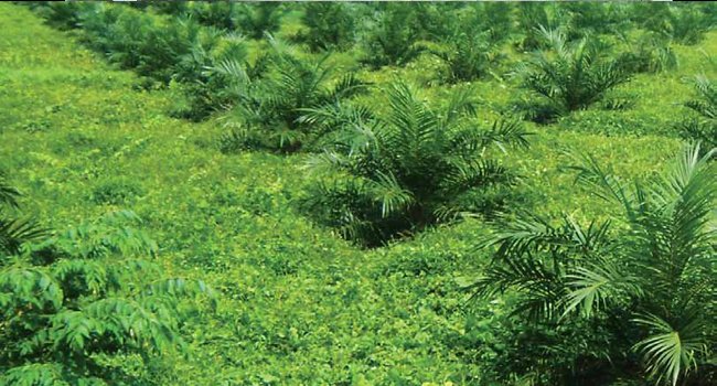 INFO CWE : Pemanfaatan Bambu Sebagai Wadah Media Tumbuh Bibit Mucuna Bracteata 