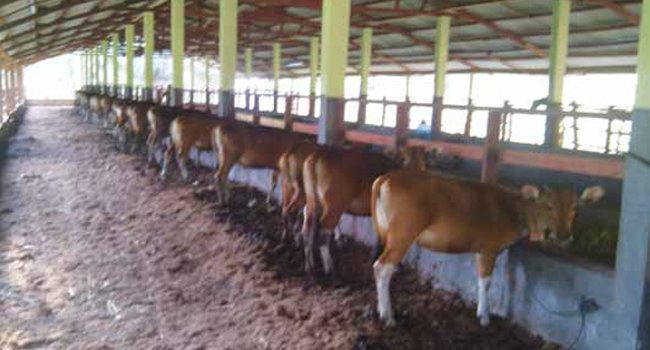 INFO PETANI : Integrasi Sawit-Sapi DORONG SWASEMBADA DAGING NASIONAL