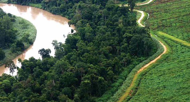 MEMBUKA KEBUN SAWIT  ALA RSPO