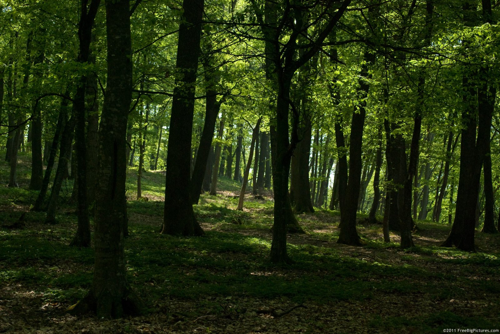 Menjaga Hutan Ubah Paradigma