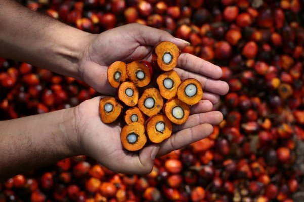 NACCIMA: Nol Retribusi pada Produk Sawit Ancam Industri Lokal