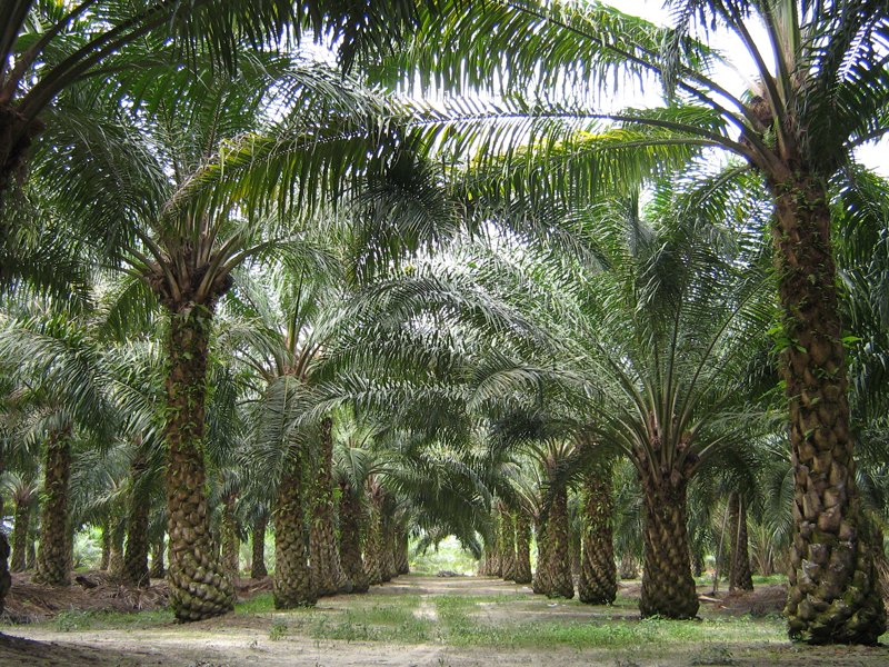 Riau Komitmen Pembangunan Berkelanjutan