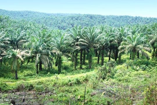 Sawit Berkontribusi Besar Bagi Perekonomian Kalsel