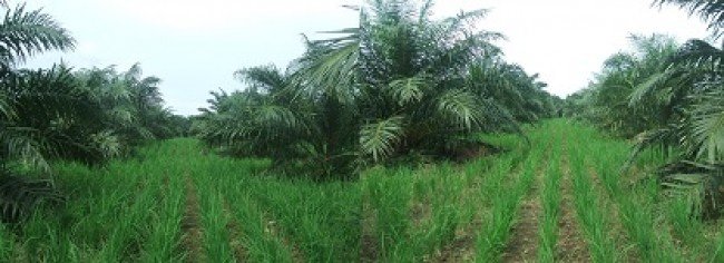 Sejumlah Petani Sawit  Di Mukomuko Ingin Merubah Lahannya Menjadi Sawah 