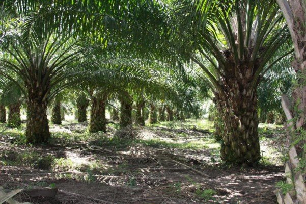 Sepanjang 2014, Perusahaan Sawit Dominasi Perizinan Di Tanjabtim