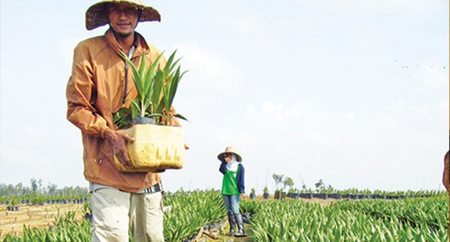 MENAKAR PELUANG INDUSTRI BENIH SAWIT  DI INDONESIA