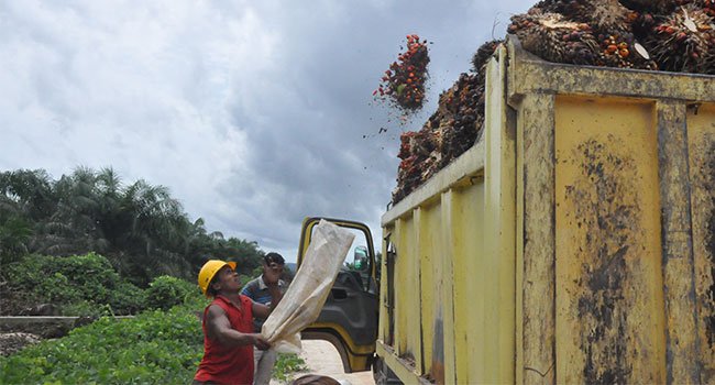 Di Lampung Petani Sawit Mengeluh