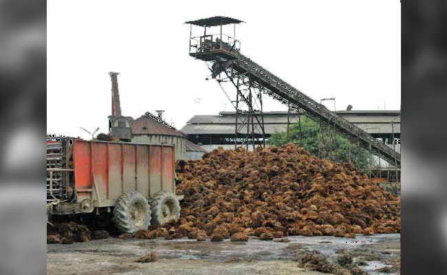 JANJANG KOSONG SEBAGAI PENGGANTI PUPUK ANORGANIK PADA MASA TBM