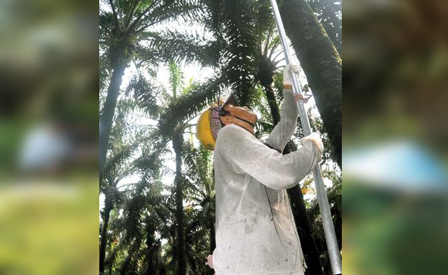 KEBERHASILAN PETANI KELAPA SAWIT, MENGHASILKAN MINYAK SAWIT BERKELANJUTAN