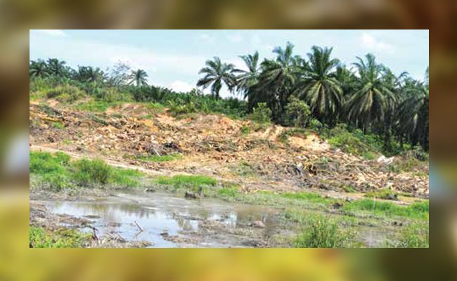 Nasib Lahan Gambut  di Areal HGU