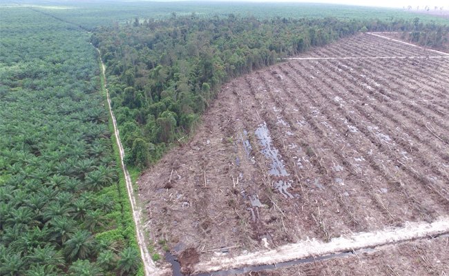  Percepatan Legalisasi Areal Konservasi Di Ketapang Libatkan Swasta