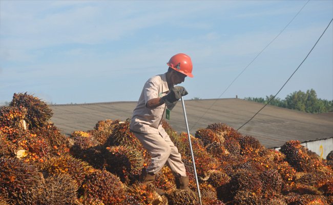 Harga TBS Kelapa Sawit Riau Periode 6-12 Desember Melorot Rp 42/Kg