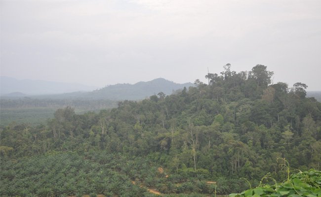 PT Kayung Agro Lestari, Padukan Sawit Dengan Alam