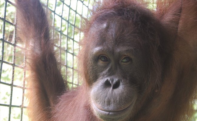 PT Nusaraya Agro Sawit dan Yayasan BOS Sepakat Buka Pulau Orangutan