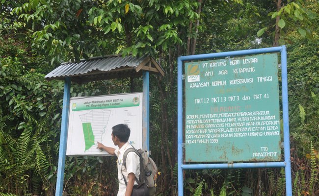 Sawit Lindungi Orangutan, Caranya Bangun Areal Konservasi