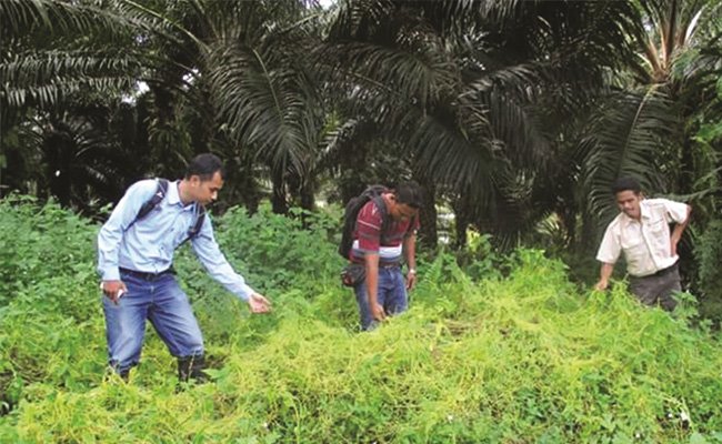 SCAMPER Si Tali Putri, Improvisasi dan Inovasi Di Perkebunan Kelapa Sawit