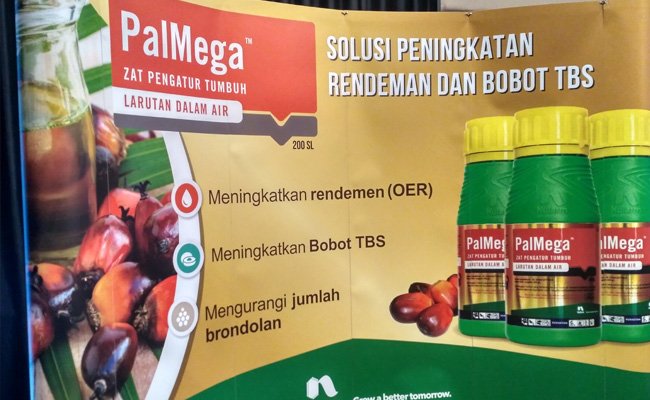 Supaya Rendemen dan Bobot TBS Sawit Tinggi, Ini Rahasianya!