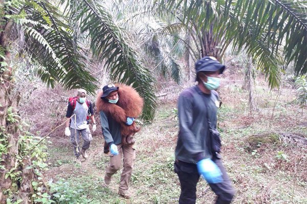 Tersesat di Kebun Sawit, Orangutan Berhasil Dikembalikan ke TNGL
