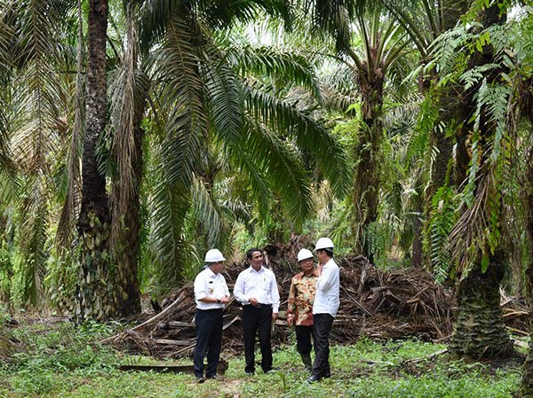 Urus Sawit, Kementan Datangi KPK