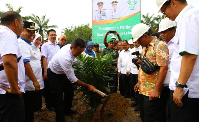KUD Anugerah Jaya Lakukan Peremajaan Sawit Rakyat Didukung BPDP-KS