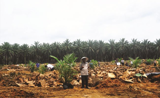 Lewat Peremajaan Sawit Rakyat Dongkrak Kesejahteraan dan Bendung Perluasan Lahan Petani
