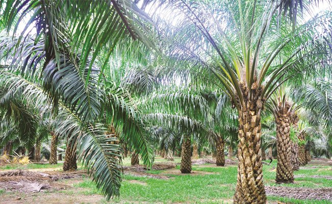 Mengenal Jenis Lahan yang Tepat Untuk Perkebunan Kelapa Sawit