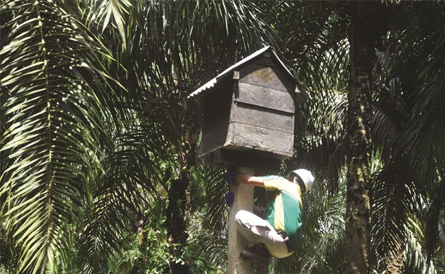 Tips Menjadi Planter Sawit