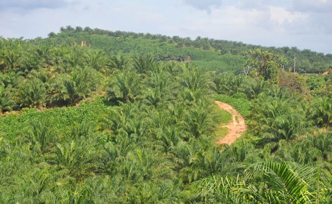 Sektor Perkebunan Kelapa Sawit Mesti Dijaga