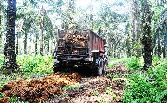 Supaya Berkelanjutan BPDP-KS Masukan Dana Sawit ke Skim SUN