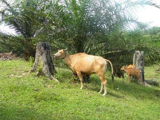Integrasi Sawit Sapi di Kobar, Jauh Panggang dari Api