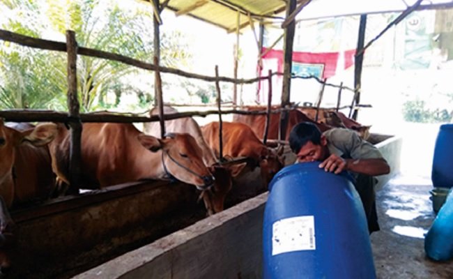 Integrasi Sawit Sapi di Kotawaringin Barat Jauh Dari Kenyataan