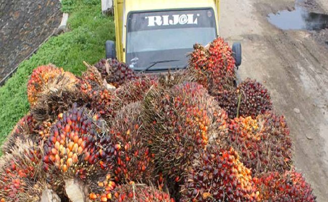 Merujuk Penelitian, Kebijakan Pungutan Sawit Bisa Mendistorsi Harga TBS Sawit