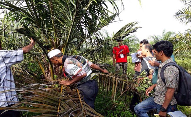 Untuk Hasil Maksimal, Bangun Kemitraan Perusahaan dengan Petani Kelapa sawit.