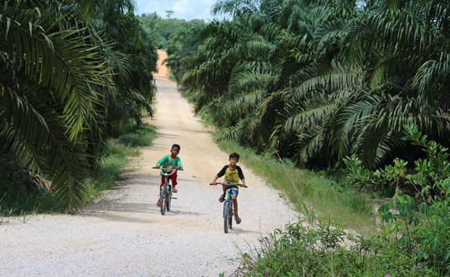 7 Provinsi Jadi Fokus Upaya Perkebunan Kelapa Sawit Bebas Pekerja Anak