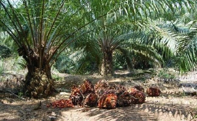Aktivis GAMARI: Perkebunan Sawit Riau Mayoritas Dimiliki Orang Dari Luar Wilayah Riau